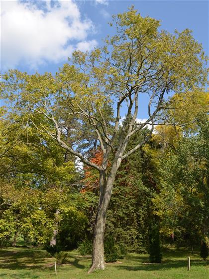 Celtus occidentalis (hackberry).JPG